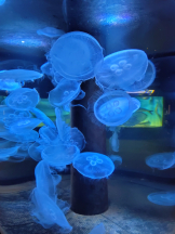 Club PiPi - まきの女の子ブログ画像