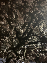 はっち８ - すうの女の子ブログ画像