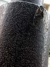 rejas(レジャス) - あいらの女の子ブログ画像