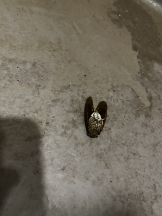 rejas(レジャス) - あいらの女の子ブログ画像