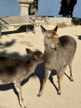 Beauty Street - あやのの女の子ブログ画像
