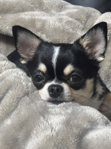 JULIE＆ANNA Tokyo - こあの女の子ブログ画像