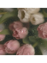 Felice(フェリス) - しほの女の子ブログ画像