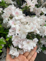 Felice(フェリス) - しほの女の子ブログ画像