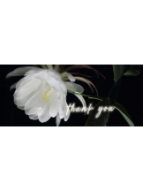 Felice(フェリス) - しほの女の子ブログ画像