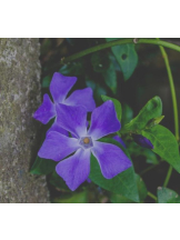 Felice(フェリス) - しほの女の子ブログ画像