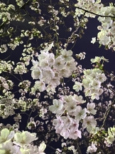 アキバの放課後 - りおなの女の子ブログ画像