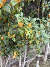 CLUB KAKUREGA - みこの女の子ブログ画像