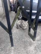 エンジェルキッス 池袋 - ふうの女の子ブログ画像