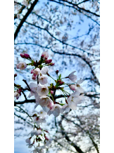 CHELSEA - れいの女の子ブログ画像