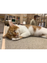 はっち 神田店 - ゆりの女の子ブログ画像