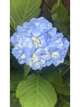 はっち 神田店 - あおの女の子ブログ画像