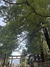 みつばちマーヤZ - さきの女の子ブログ画像