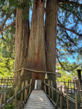 みつばちマーヤZ - さきの女の子ブログ画像