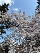 ぱいおにあ川崎店 - あゆの女の子ブログ画像