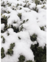 武蔵小杉 シュシュ - つきの女の子ブログ画像