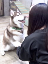 武蔵小杉 シュシュ - つきの女の子ブログ画像