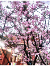 武蔵小杉 シュシュ - つきの女の子ブログ画像