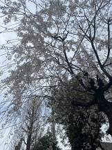 rejas(レジャス) - くるみの女の子ブログ画像