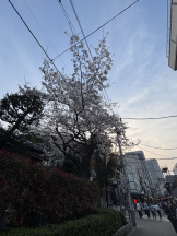 rejas(レジャス) - くるみの女の子ブログ画像