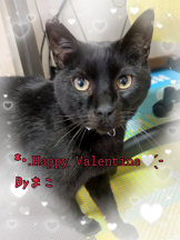 エンジェルキッス 池袋 - まこの女の子ブログ画像