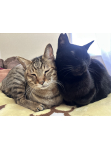 エンジェルキッス 池袋 - まこの女の子ブログ画像