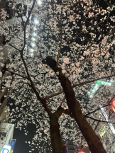 エンジェルキッス 池袋 - まこの女の子ブログ画像