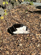 CHELSEA - つむぎの女の子ブログ画像