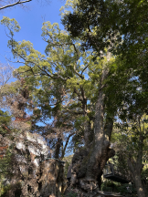 CHELSEA - つむぎの女の子ブログ画像