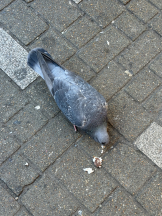 はっち８ - ももの女の子ブログ画像