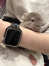 はっち８ - ももの女の子ブログ画像