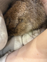 はっち８ - ももの女の子ブログ画像