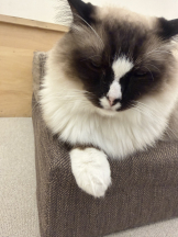 はっち８ - ももの女の子ブログ画像