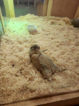 はっち８ - ももの女の子ブログ画像