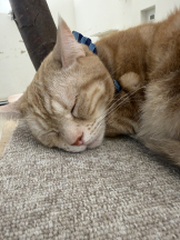 はっち８ - ももの女の子ブログ画像