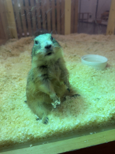 はっち８ - ももの女の子ブログ画像