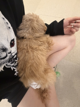 はっち８ - ももの女の子ブログ画像