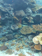 Ronno - りんごの女の子ブログ画像