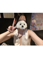 エマニエル秋葉原 - ゆらの女の子ブログ画像