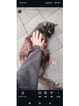 Alegria - あおの女の子ブログ画像