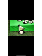 Felice(フェリス) - りおなの女の子ブログ画像