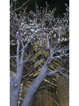 Beauty Street - ららの女の子ブログ画像