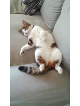 池袋東口　カルテ - あられの女の子ブログ画像