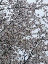 はっち 神田店 - れなの女の子ブログ画像