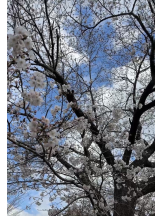 シナモン - しおんの女の子ブログ画像