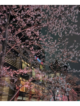 武蔵小杉 シュシュ - 🦑いかちゃん🦑の女の子ブログ画像