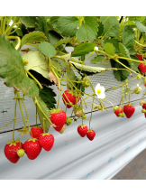 武蔵小杉 シュシュ - 🦑いかちゃん🦑の女の子ブログ画像