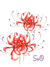 CHERRY DAYS 池袋 - すおの女の子ブログ画像