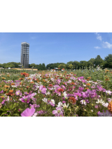 エンジェルキッス 池袋 - ちはるの女の子ブログ画像