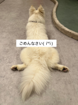 武蔵小杉 シュシュ - えりなの女の子ブログ画像